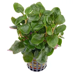 lobelia cardinalis mini pianta da acquario compatta con foglie tonde 2