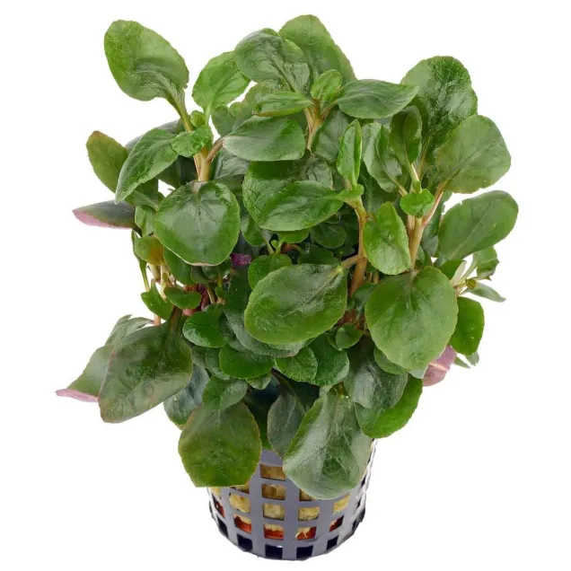 lobelia cardinalis mini pianta da acquario compatta con foglie tonde