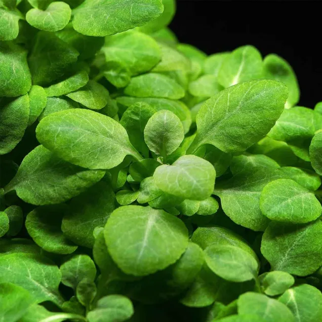 lobelia cardinalis mini pianta da acquario compatta con foglie tonde