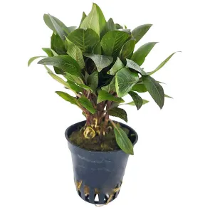 Hygrophila corymbosa Parvifolia pianta a stelo verde per acquario piantumato