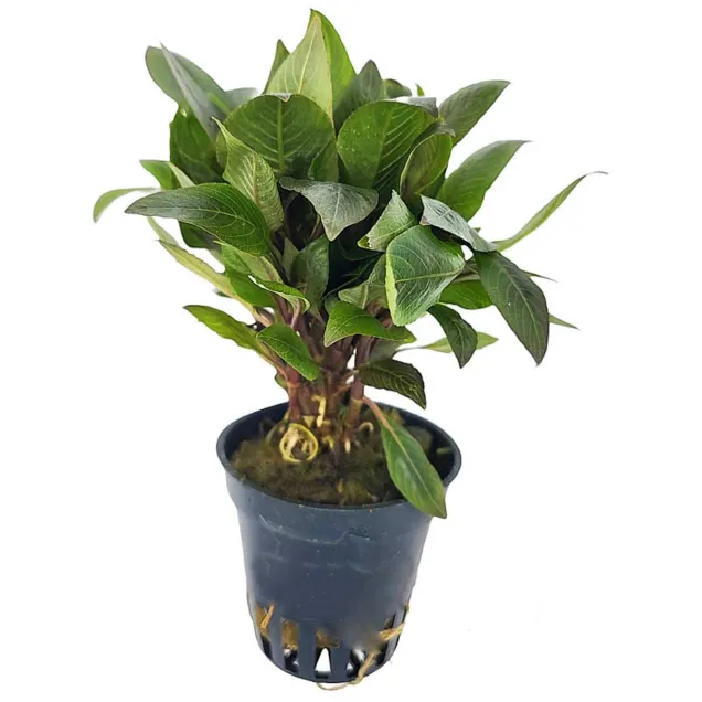 Hygrophila corymbosa Parvifolia pianta a stelo verde per acquario piantumato