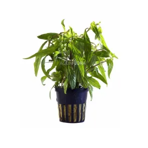 Hygrophila sp. Pantanal Wavy pianta a stelo con foglie ondulate per acquario piantumato