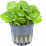Hydrocotyle verticillata – pianta acquatica tappezzante per acquario