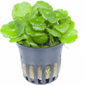 Hydrocotyle verticillata pianta acquatica tappezzante per acquario