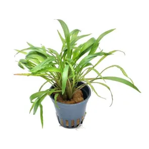 Cryptocoryne spiralis Tiger 2