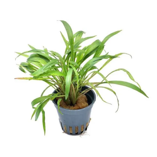 Cryptocoryne spiralis Tiger