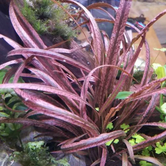 Cryptocoryne spiralis Tiger