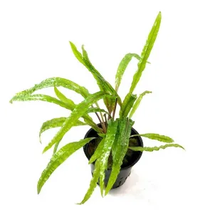 Cryptocoryne crispatula var. balansae pianta da sfondo per acquario