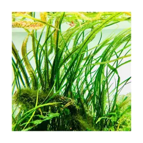 Cryptocoryne crispatula var. balansae pianta da sfondo per acquario 2