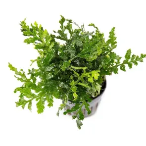 Bolbitis heteroclita Difformis mini bolbitis pianta acquatica per acquario