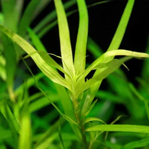 Heteranthera zosterifolia pianta acquatica verde chiaro per acquario 2