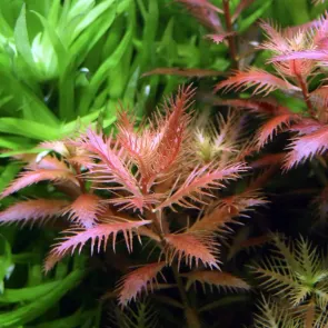 Proserpinaca palustris Cuba pianta acquatica rosso ramata per acquario