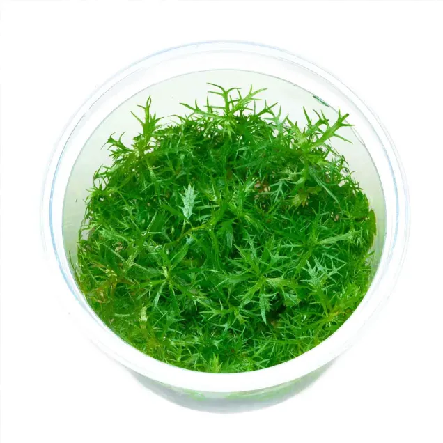 Proserpinaca palustris Cuba in vitro