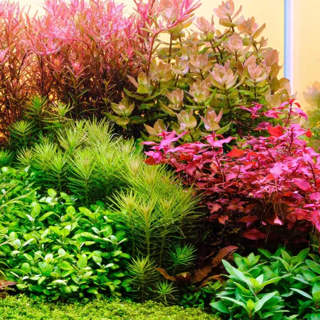 Twinstar Light 80G+ Pro Serie II