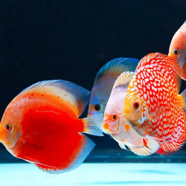 Twinstar Light 100G+ Pro Serie II