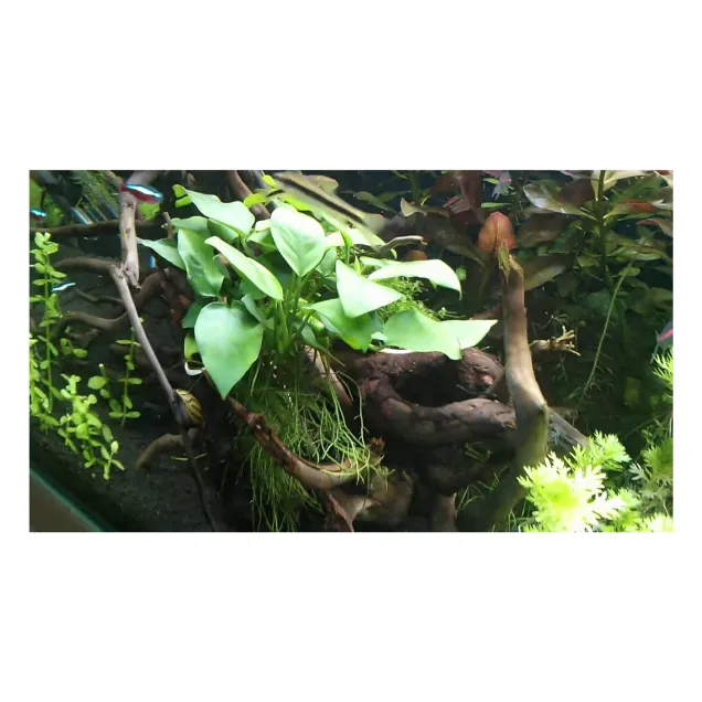 Anubias barteri nana pianta vera pianta vera in acquario
