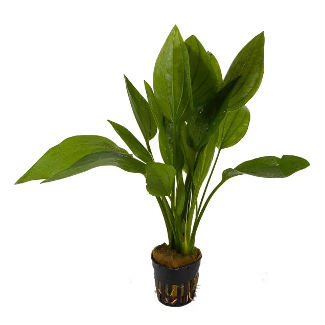 Echinodorus Palifolius