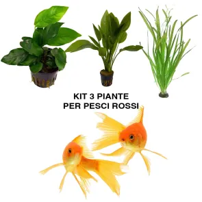 Kit tre piante naturali per acquario con pesci rossi