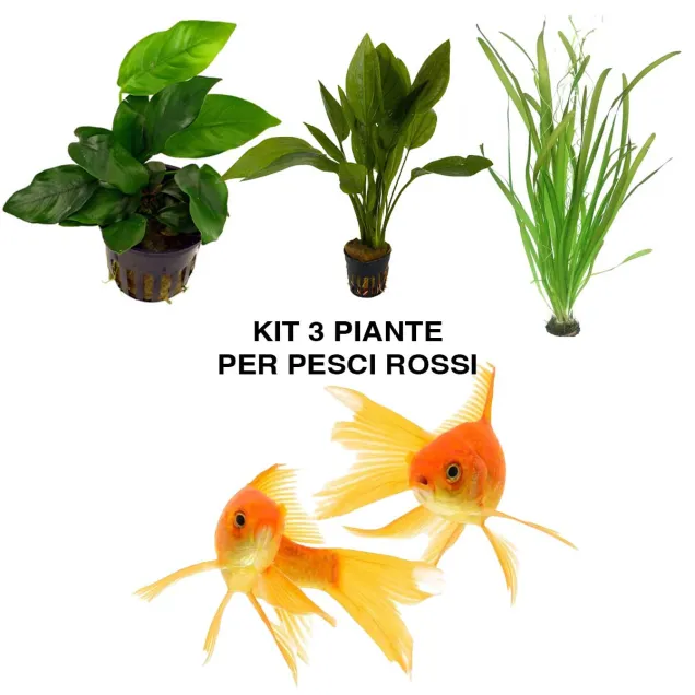 Kit tre piante naturali per acquario con pesci rossi