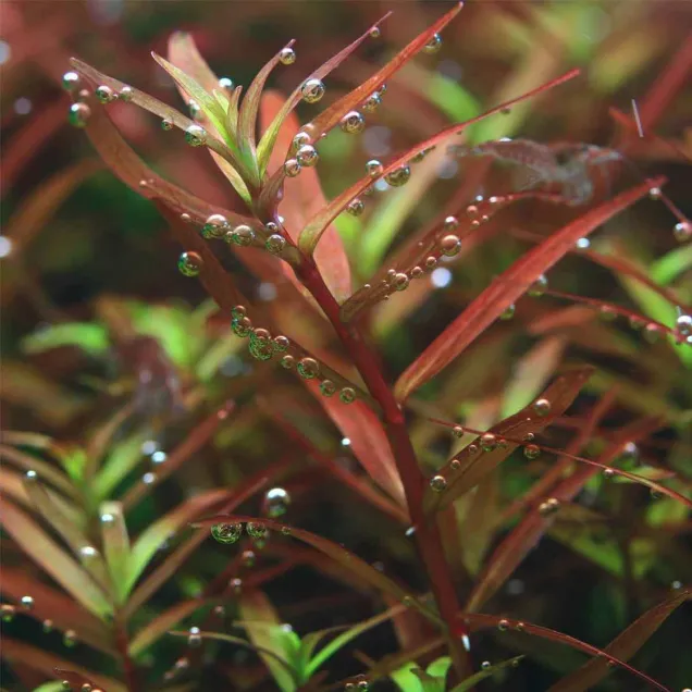 Rotala Yao Yai – Rotala rotundifolia Colorata a foglia rossa