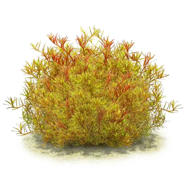 Rotala Yao Yai – Rotala rotundifolia Colorata a foglia rossa