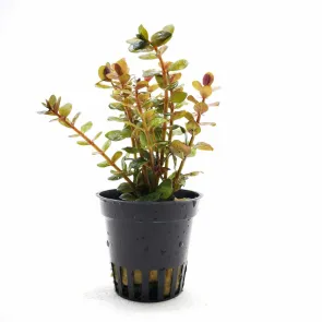 Rotala Yao Yai Rotala rotundifolia Colorata pianta acquario rossa 2