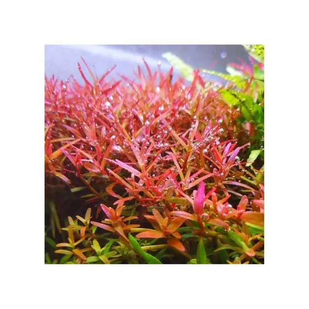 Rotala Yao Yai Rotala rotundifolia Colorata pianta acquario rossa