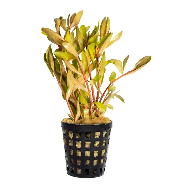 Nesaea pedicellata Golden | Rataja