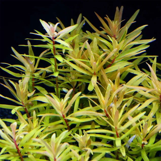 Nesaea pedicellata Golden | Rataja