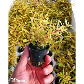 Nesaea pedicellata Golden