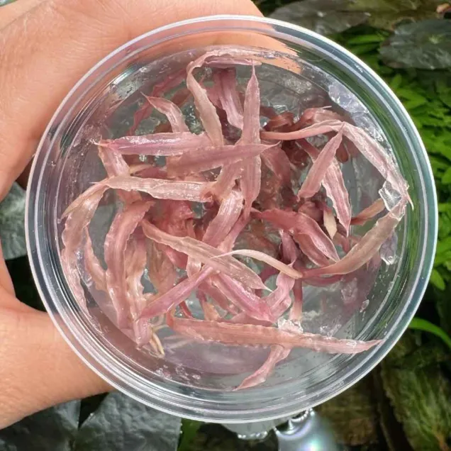 Cryptocoryne Balansae Pink - In Vitro Cup