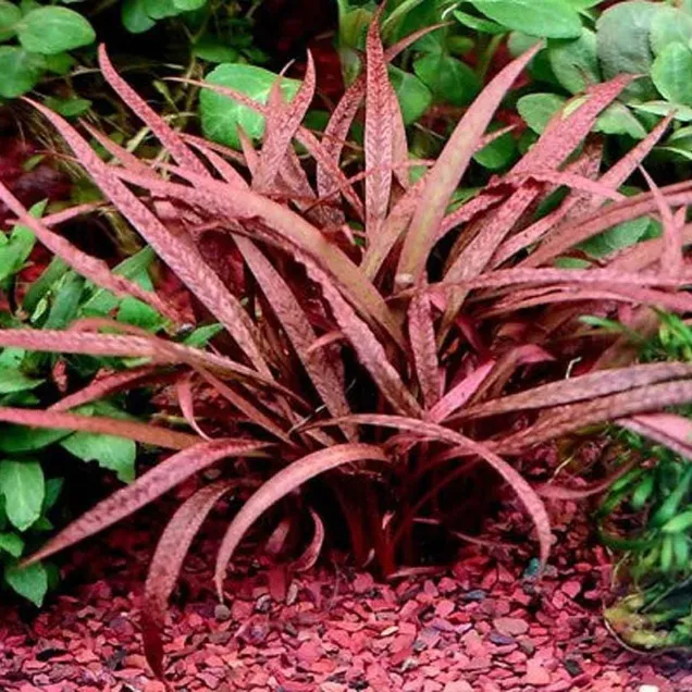 Cryptocoryne Balansae Pink pianta acquatica a rosetta per acquario