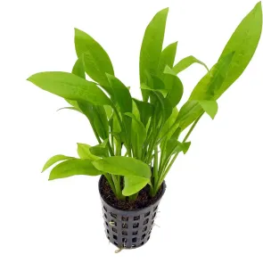 Echinodorus grisebachii Amazonicus pianta acquario spada amazzonica foglie strette 2