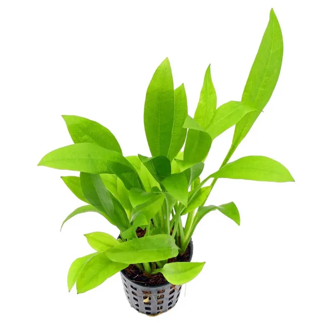 Echinodorus grisebachii 'Amazonicus'