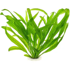 Echinodorus grisebachii Amazonicus pianta acquario spada amazzonica foglie strette