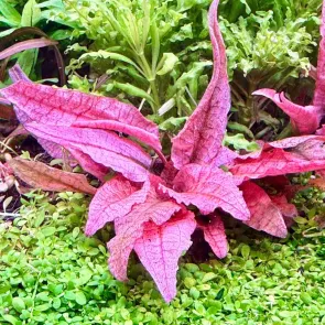Cryptocoryne wendtii Flamingo
