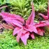 Cryptocoryne wendtii Flamingo