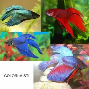 Betta Splendens Mix maschio