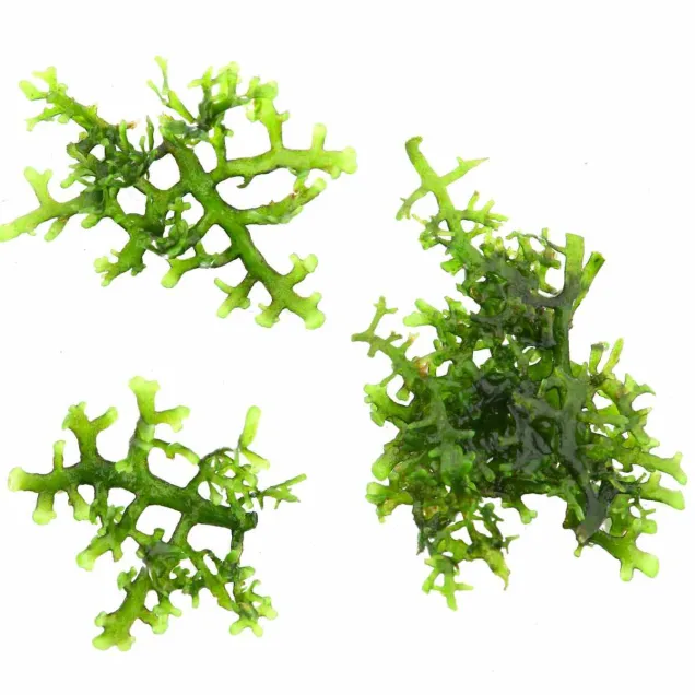 Riccardia chamedryfolia Coral Moss – muschio epatico per acquario e aquascaping