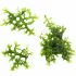 Riccardia chamedryfolia Coral Moss – muschio epatico per acquario e aquascaping