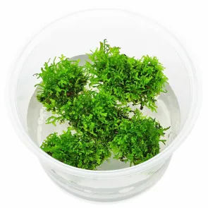 Riccardia chamedryfolia Coral Moss pianta epatica per acquario e aquascaping su rocce e legni 2