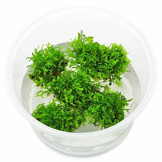 Riccardia chamedryfolia Coral Moss – muschio epatico per acquario e aquascaping