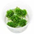 Riccardia chamedryfolia Coral Moss – muschio epatico per acquario e aquascaping
