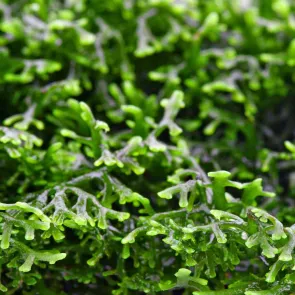 Riccardia chamedryfolia Coral Moss pianta epatica per acquario e aquascaping su rocce e legni