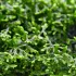 Riccardia chamedryfolia Coral Moss pianta epatica per acquario e aquascaping su rocce e legni