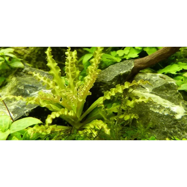 Pogostemon helferi pianta vera