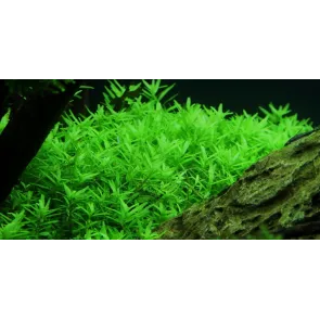 Rotala macrandra Green Verde pianta vera 2