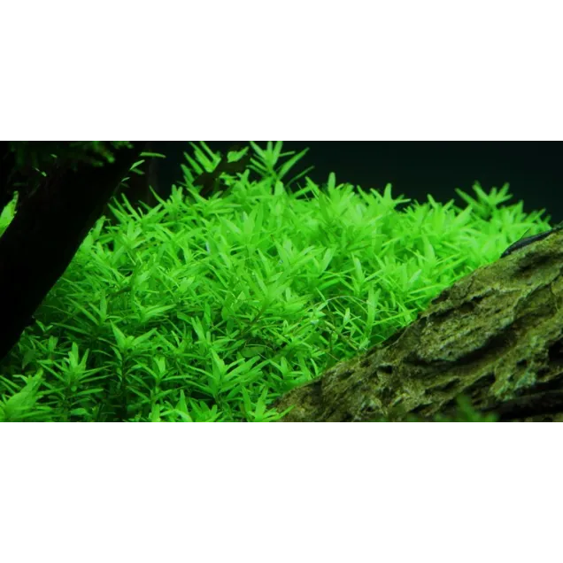 Rotala macrandra Green Verde pianta vera fronte