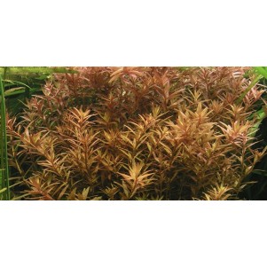 Rotala rotundifolia pianta vera