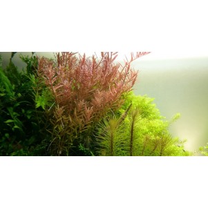 Rotala rotundifolia pianta vera